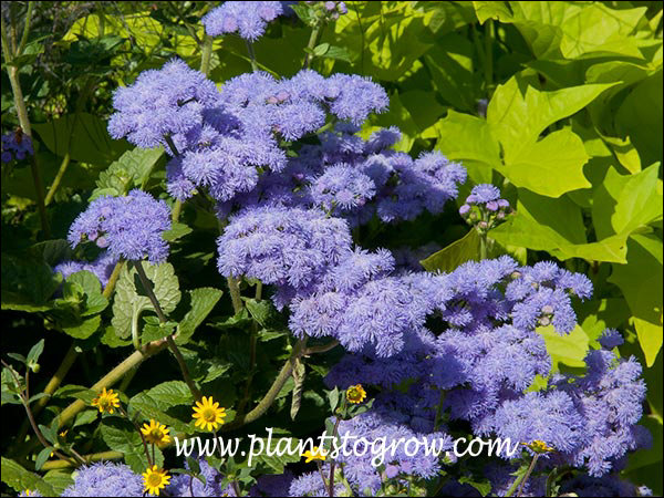 Aster Blue Horizon growing with a yellow Sweet Potato Vine and Sanvitallia
